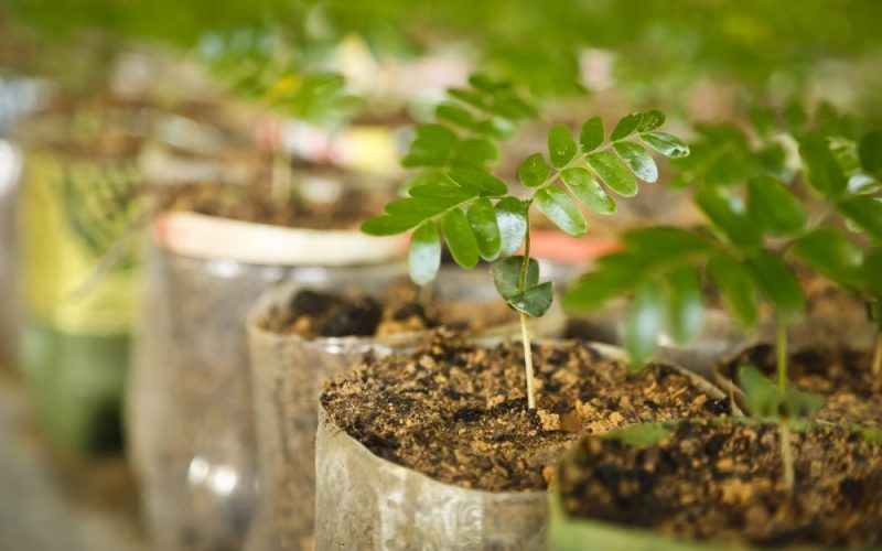 Prefeitura de Belo Horizonte pretende assinar Protocolo de Intenções para plantio de 100 mil àrvores