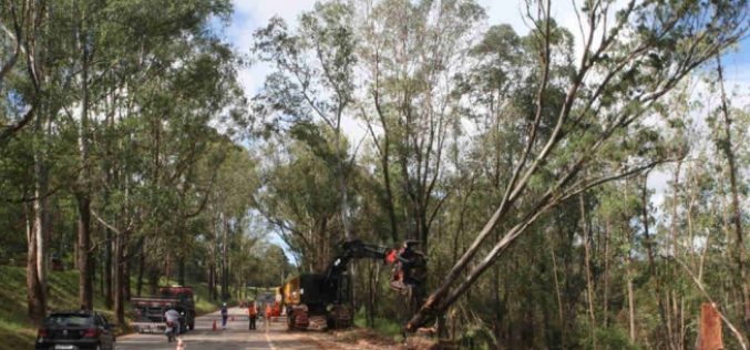 Remoção de árvores na BR-040 pode interditar pistas