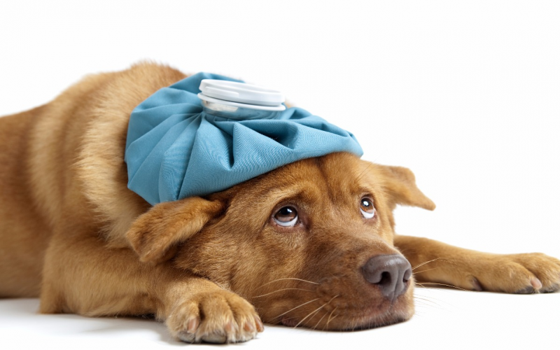 Doenças respiratórias mais comuns nos cães