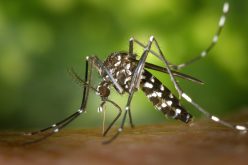 Sete Lagoas bate recorde de combate e prevenção à Dengue