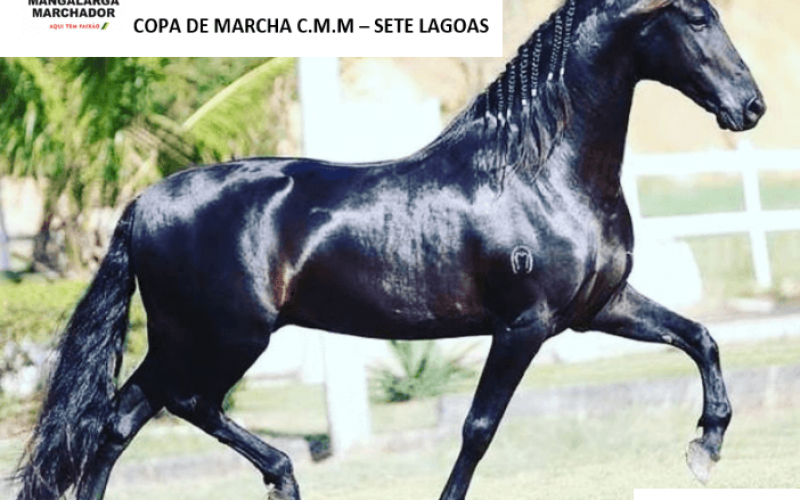 Copa de Marcha do cavalo Manga-larga marchador em Sete Lagoas
