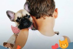 Feira de adoção e atividades gratuitas para pets na Feira da Família