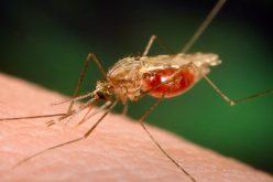 Secretaria de Saúde divulga ações de proteção contra a Malária