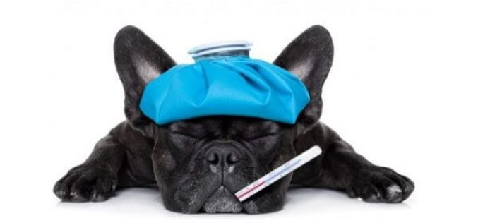 Como diagnosticar e prevenir a Gripe Canina?