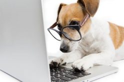 Agendamento de castração gratuita de cães e gatos já pode ser feito online em Sete Lagoas
