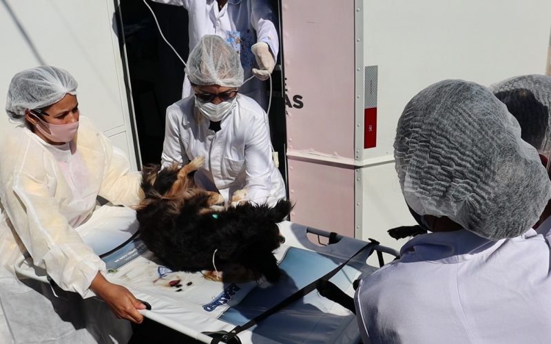 Mutirão de castração gratuita de cães e gatos tem estreia do Castra Móvel