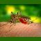 Verão acende alerta para Dengue, Zika e Chikungunya
