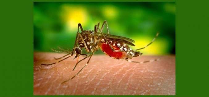 Verão acende alerta para Dengue, Zika e Chikungunya