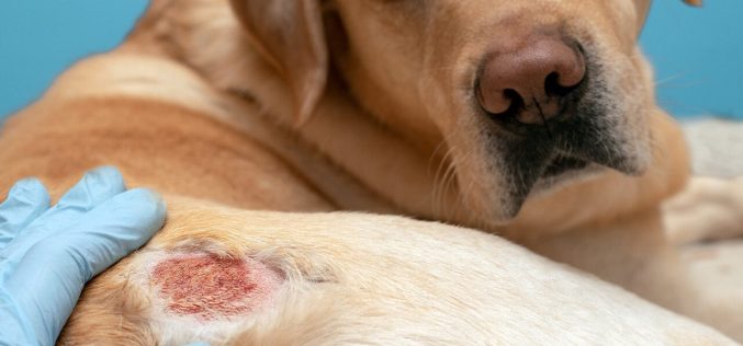 Casos frequentes de leishmaniose visceral (LV) reforçam necessidade de prevenção nos cães