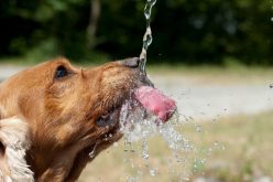 Cuidados com cães e gatos no clima seco: Veterinário do CEUB orienta como hidratar pets