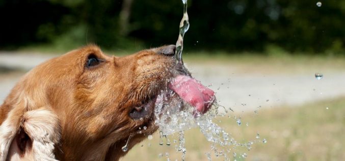 Cuidados com cães e gatos no clima seco: Veterinário do CEUB orienta como hidratar pets