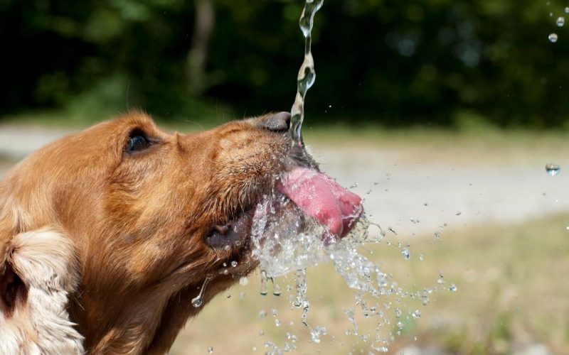 Cuidados com cães e gatos no clima seco: Veterinário do CEUB orienta como hidratar pets